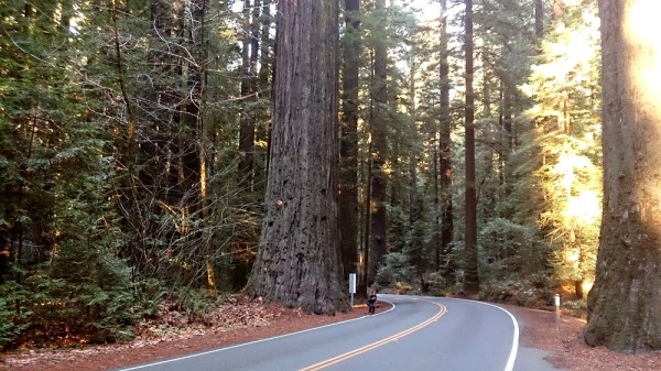 Avenue Of The Giants - spot Rose!