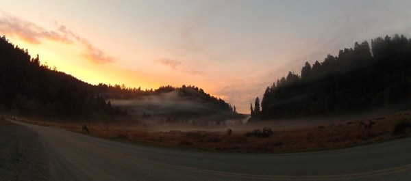 Dawn at Prairie Creek Redwoods State Park
