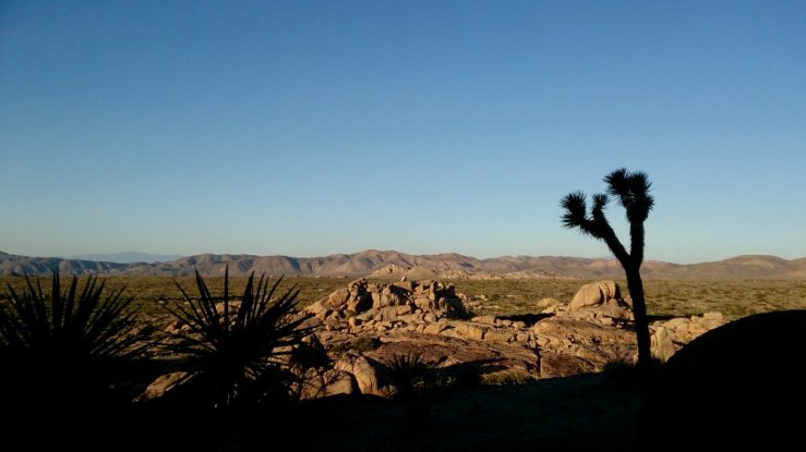 Joshua Tree 24