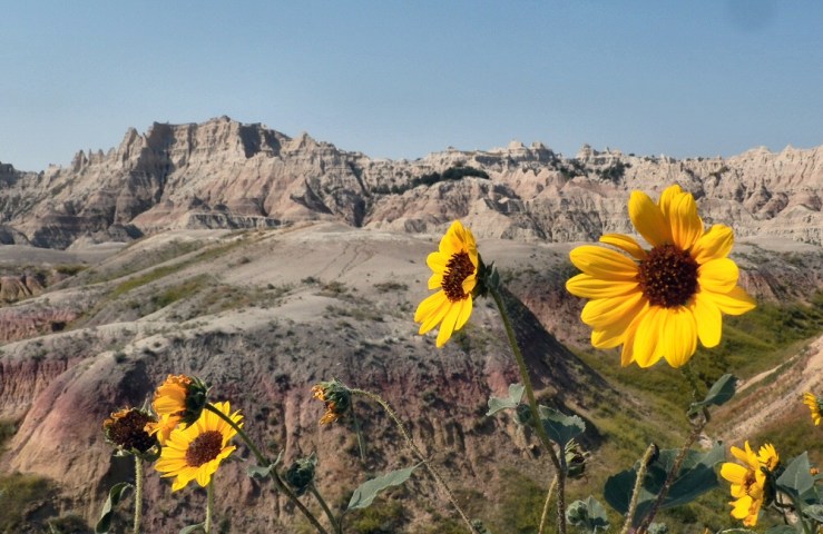 Badlands Daisies