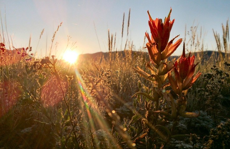 08-12 Desert paintbrush at dawn