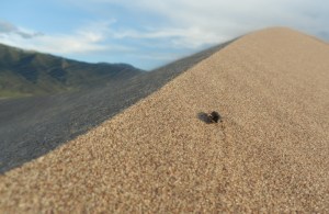 08-18 Sand Dunes National Park bug