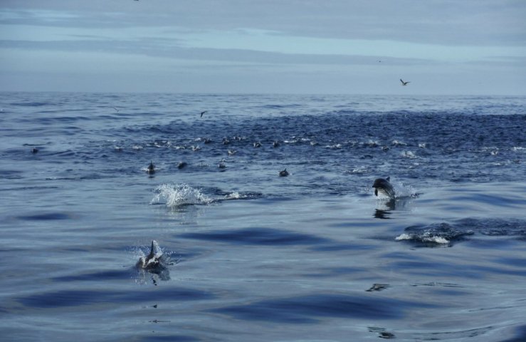 2014 10 18 1050 Dolphins