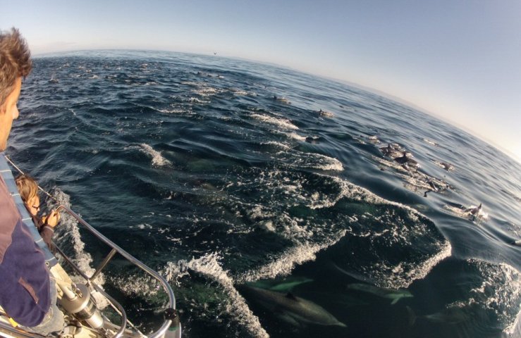 2014 10 18 1055 Dolphins