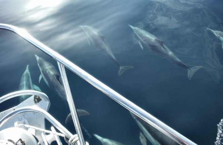 2014 10 18 1100 Dolphins