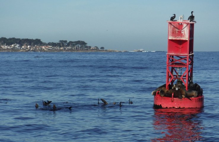 2014 10 22 1100 Monterey Sea Lions