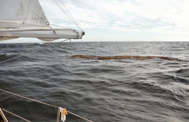 2014 10 22 1400 Kelp island