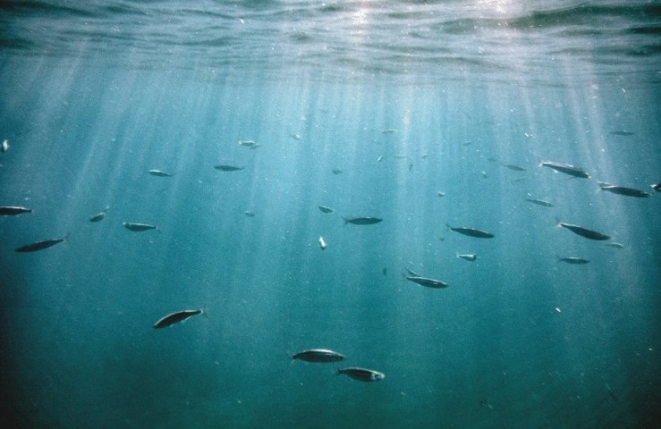 2014 10 27 1815 Fish and sunlight