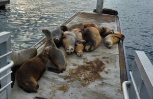 2014 10 30 1700 Sea lions