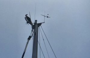 2014 11 17 1000 Osprey on masthead