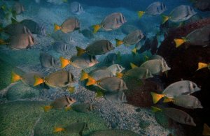 2014 11 19 1010 Fish