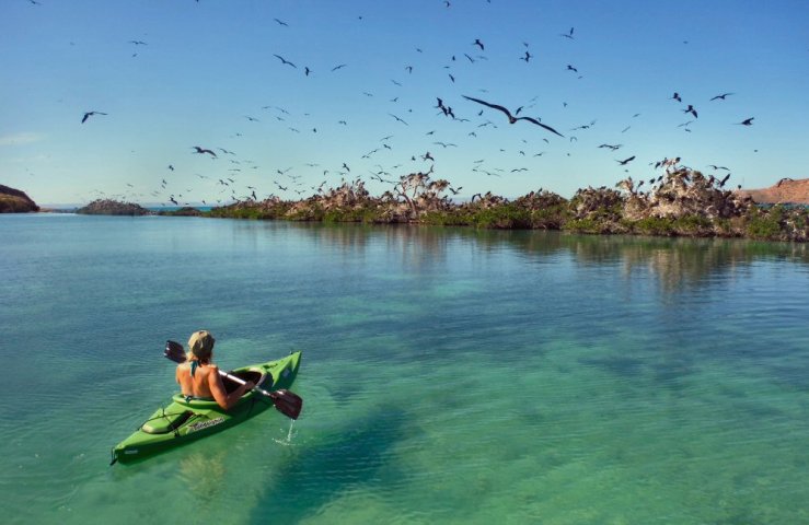 2014 11 23 1100 Frigate birds