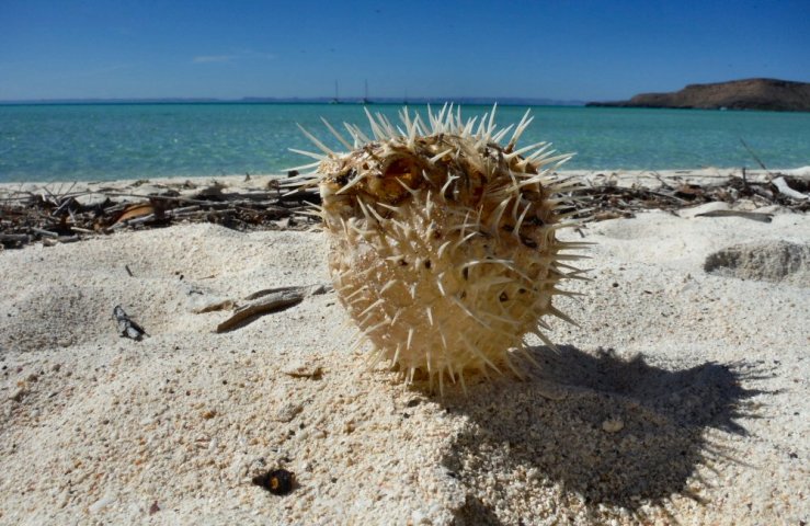 2014 11 23 1200 Puffer fish on beach