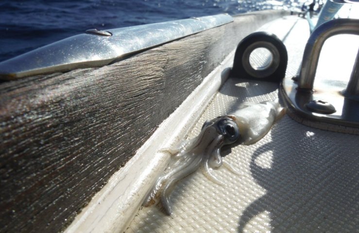 2014 11 27 0800 Squid on deck in the morning
