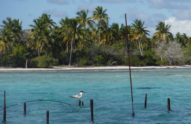 2015 04 18 1530 Tern