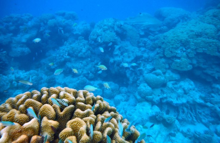 2015 04 18 1630 Makemo snorkeling