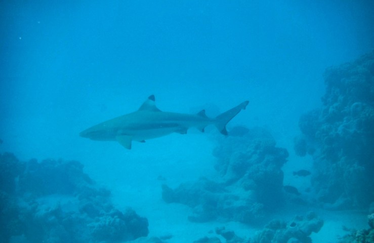 2015 04 18 1630 shark