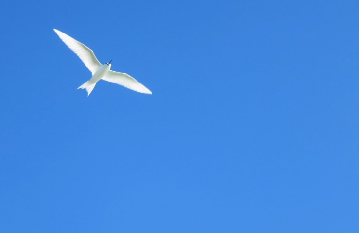 2015 04 21 1500 Tropic bird