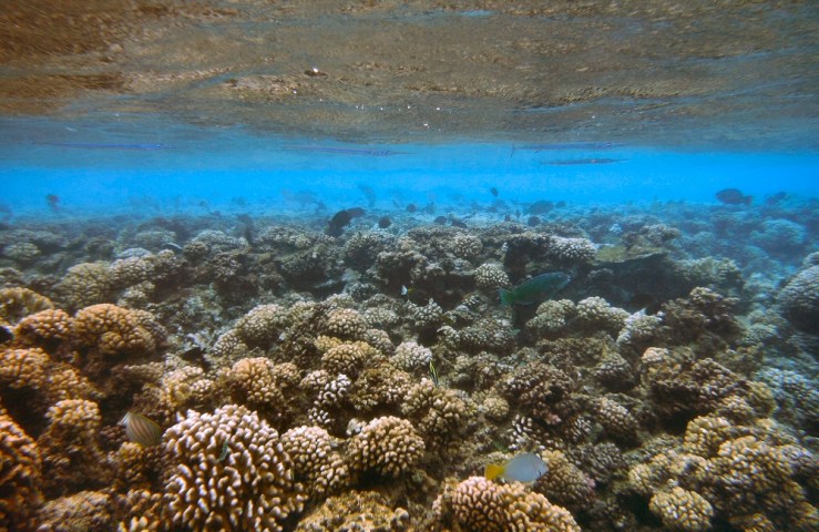 2015 04 22 1400 Reef fish