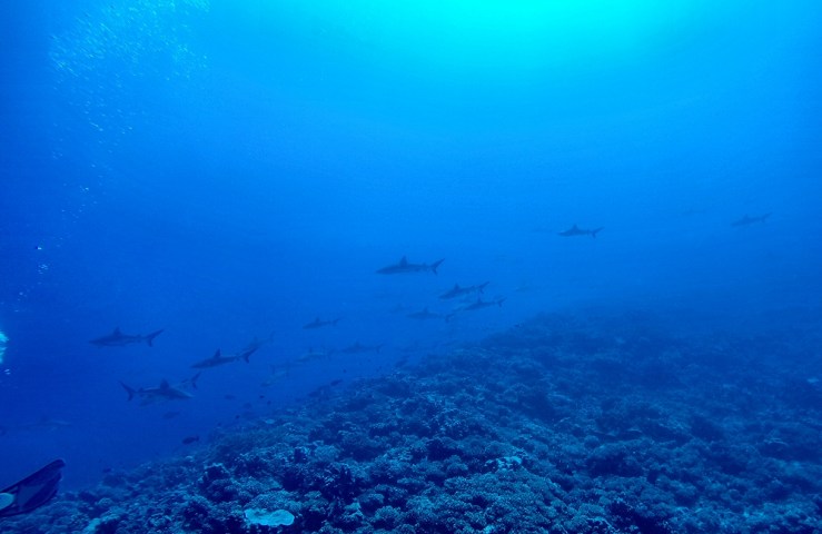 2015 04 22 1400 Shark dive