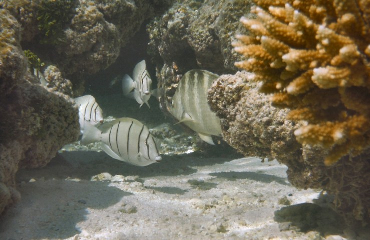 2015 04 23 1000 Fakarava snorkeling