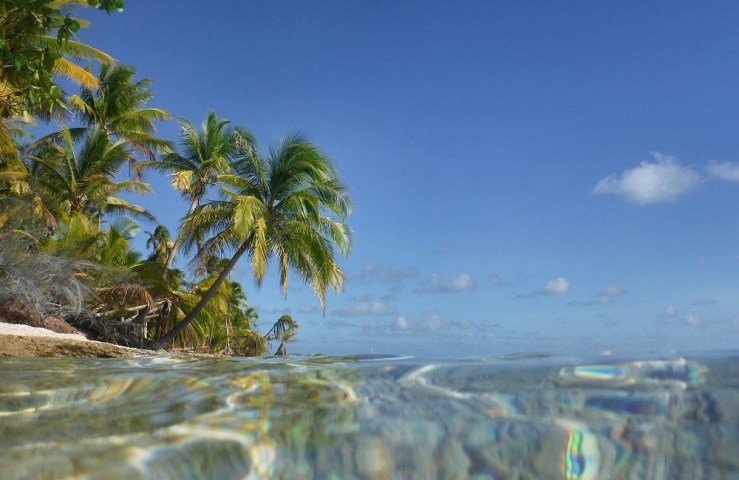 2015 04 23 Fakarava palms