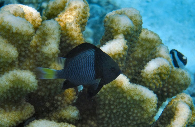 2015 04 27 1000 Anse Amyot 01