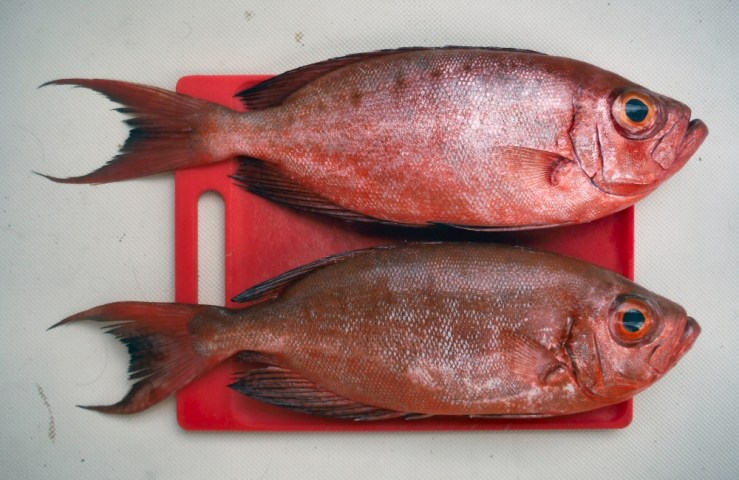 2015 04 30 1600 Fish