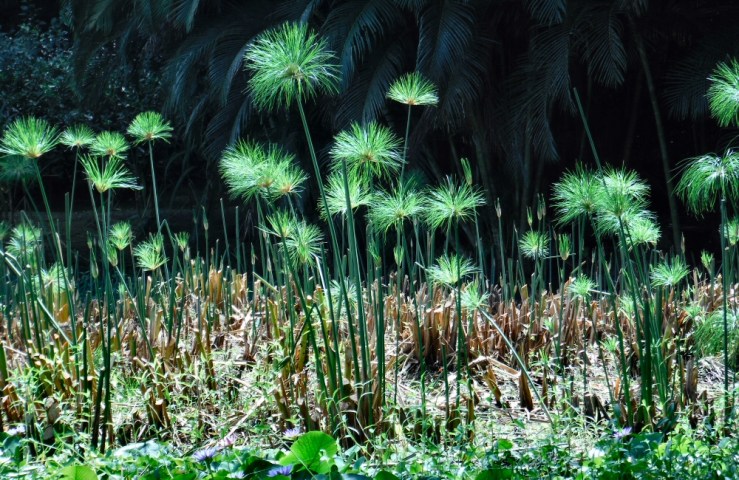 2015 05 05 1200 Tahiti papyrus