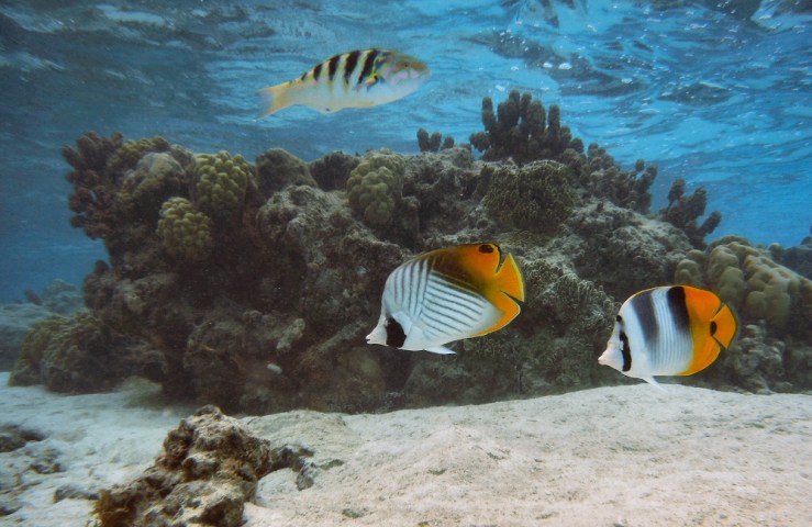 2015 05 09 1000 Angel fish