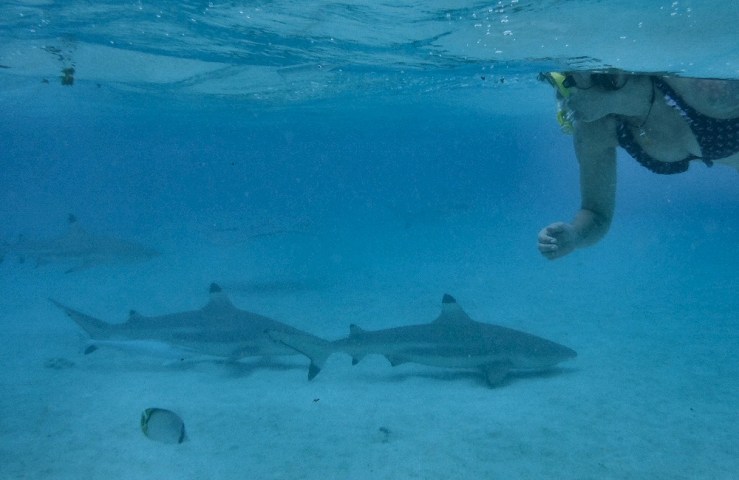 2015 05 09 1000 Sharks